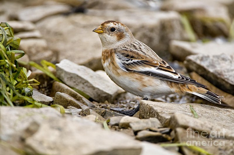 Snow Bunting