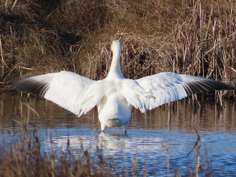 Snow Goose