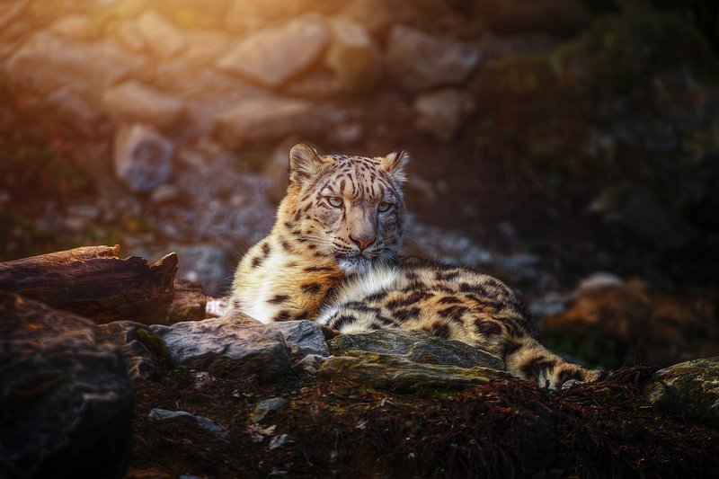 Snow Leopard