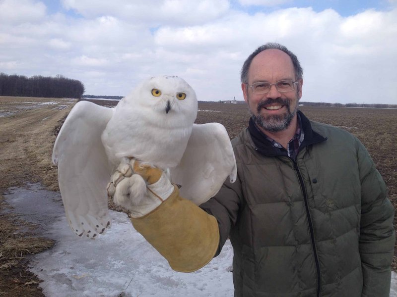 Snowy Owl Vocalizations And What They Mean