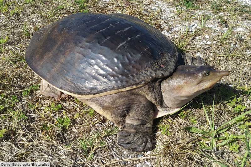 Softshell Turtle