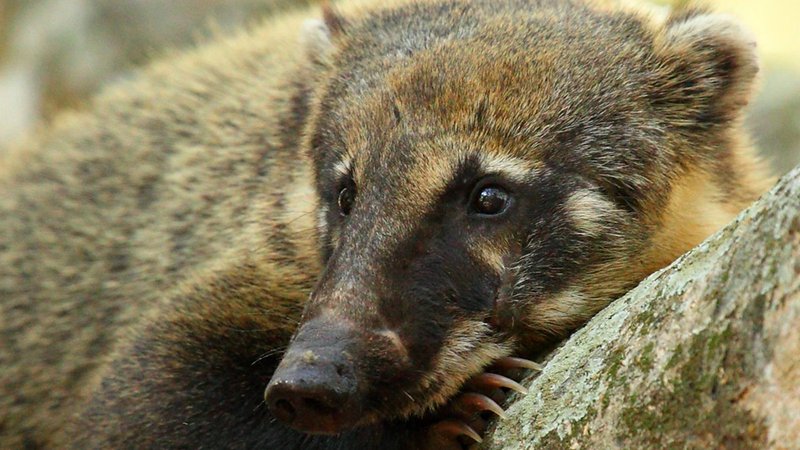 South American Coati