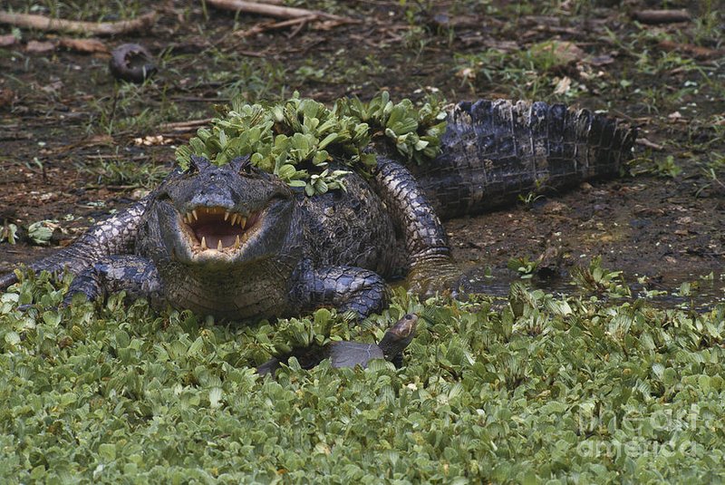 Spectacled Caiman
