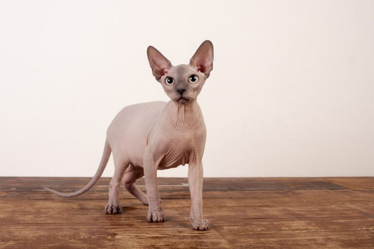 Sphynx Cat Overview: Personality, Appearance, And Care Needs