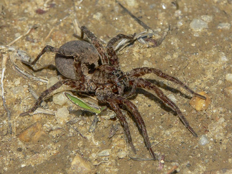 Spider