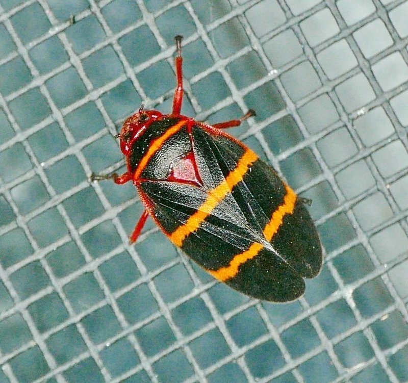 Spittlebug