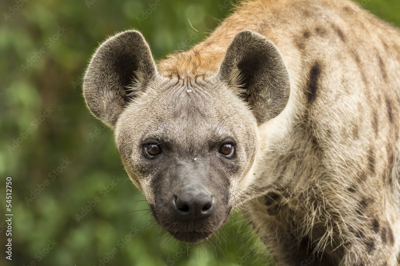 Spotted Hyena