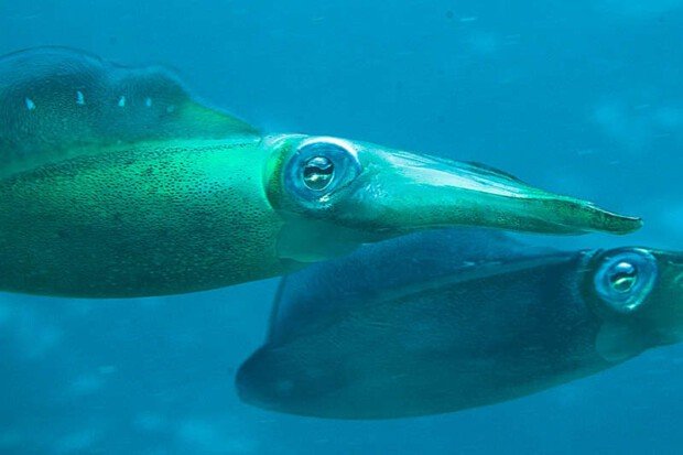 Squid Vs. [Similar Species] - Key Differences