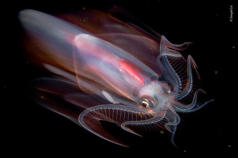 Squid