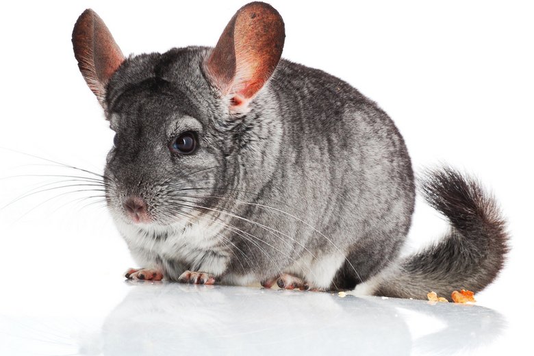 Standard Grey Chinchilla Overview: Appearance, Traits, And Temperament