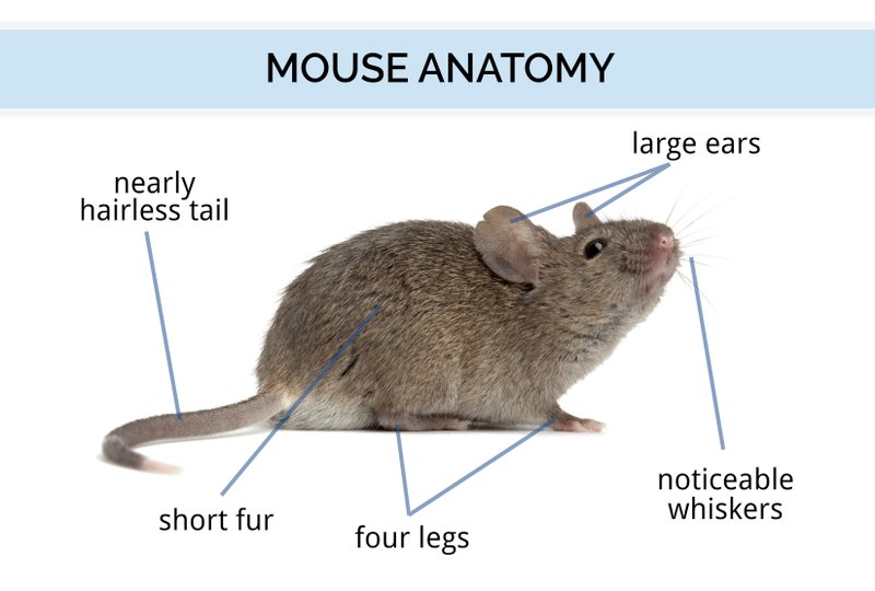 Standard Mouse Overview: Traits, Appearance, And Temperament
