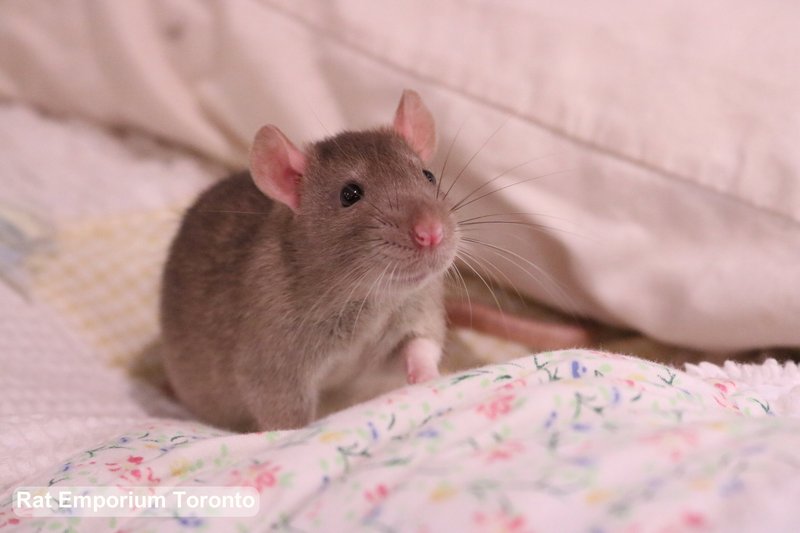 Standard Rat Overview: Traits, Appearance, And Temperament