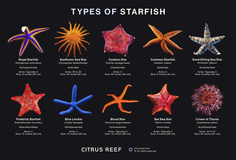 Starfish Vs. [Similar Species] - Key Differences