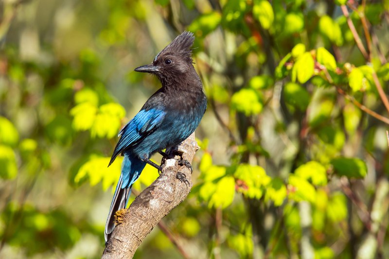 Steller'S Jay