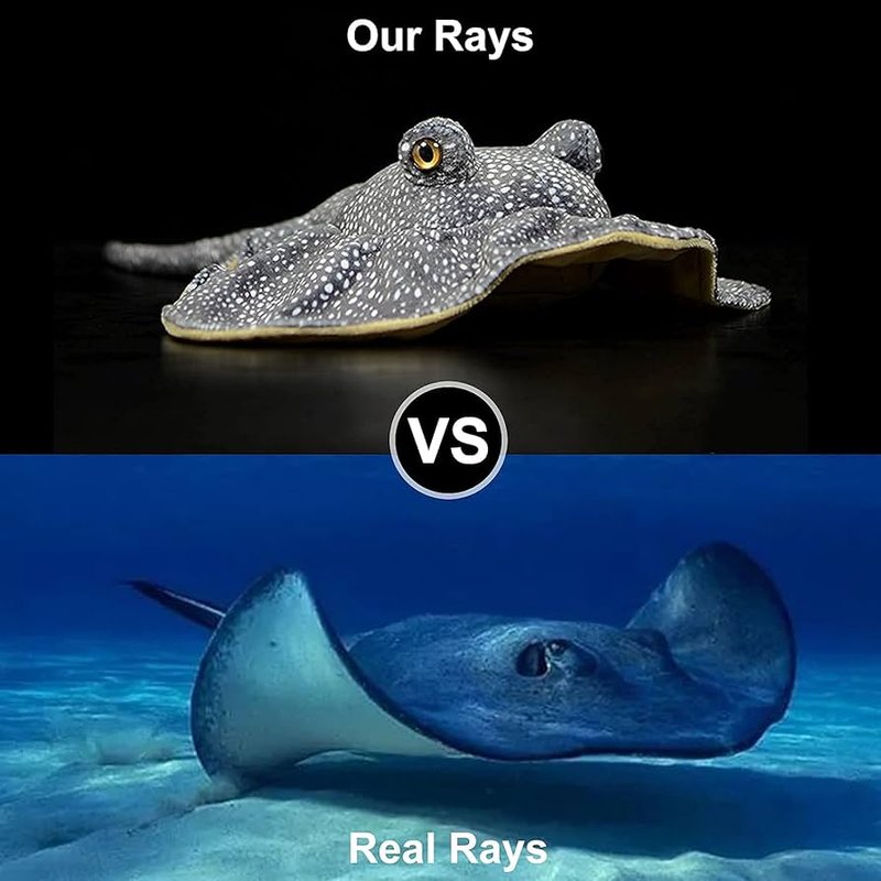 Stingray Vs. [Similar Species] - Key Differences