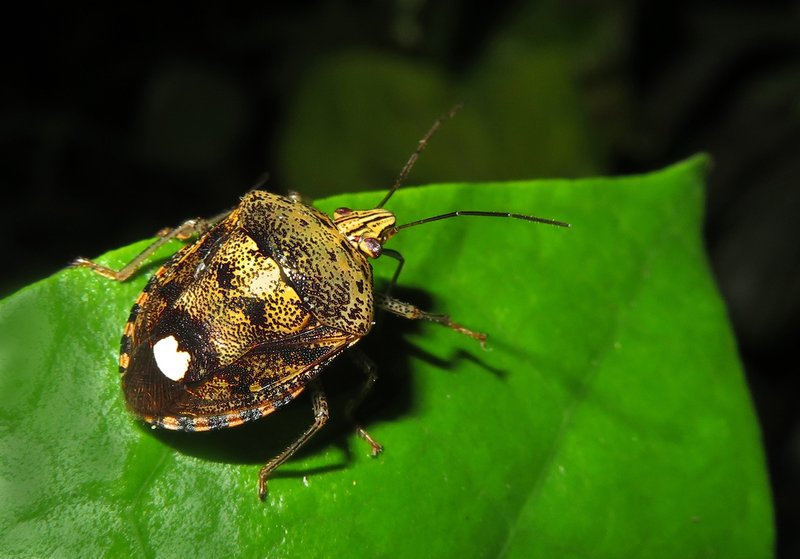 Stink Bug