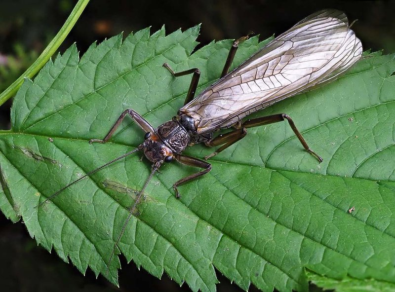 Stonefly
