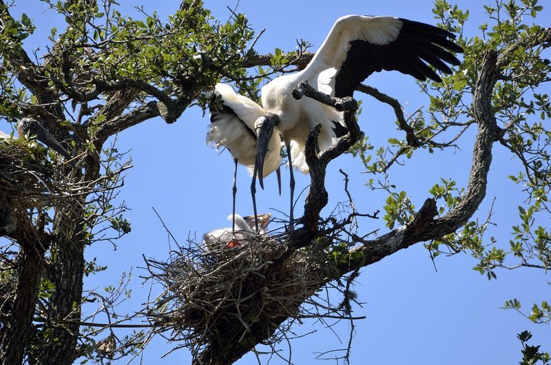 Stork Nesting Habits And Lifecycle