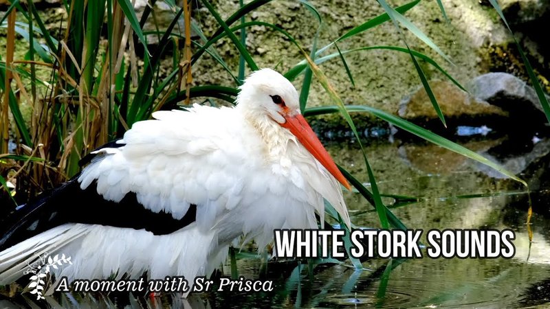 Stork Vocalizations And What They Mean