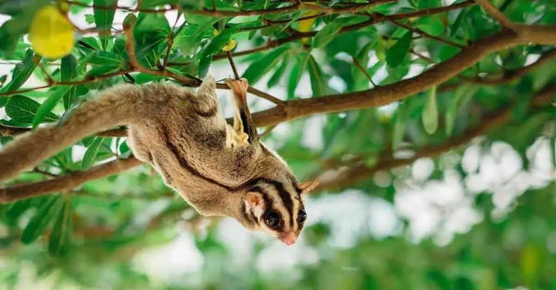 Sugar Glider Behavior: Noises, Grooming, And Activity Patterns