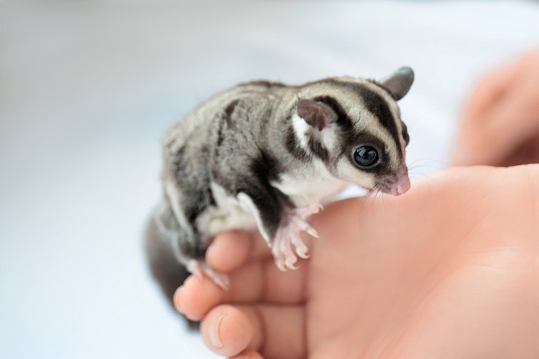 Sugar Glider Care Guide: Everything You Need To Know