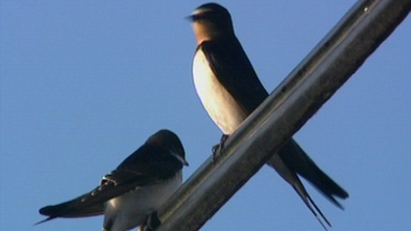 Swallow