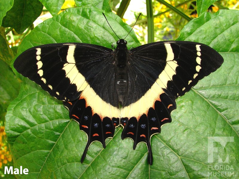 Swallowtail Butterfly