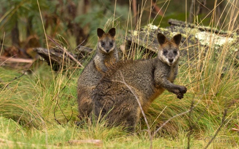 Swamp Wallaby