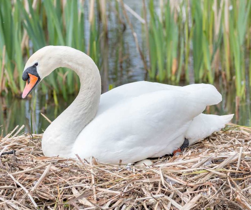 Swan Nesting Habits And Lifecycle