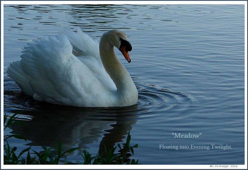 Swan Vocalizations And What They Mean