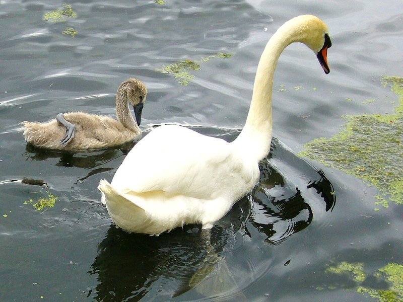 Swan