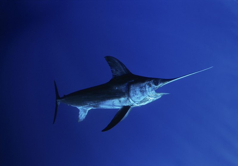 Swordfish Vs. [Similar Species] - Key Differences