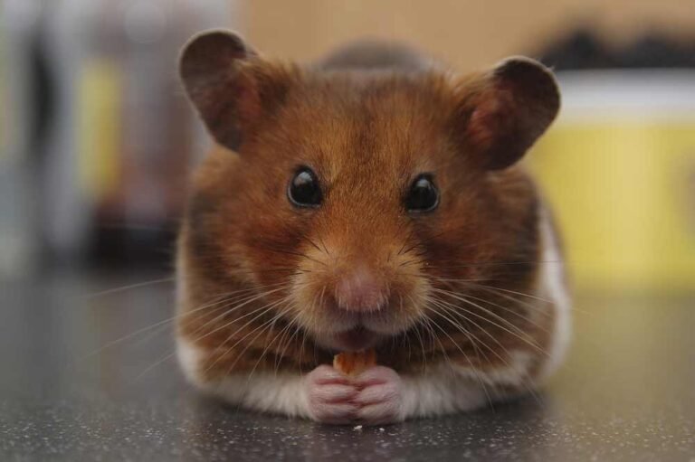 Syrian Hamster Overview: Traits, Size, And Temperament