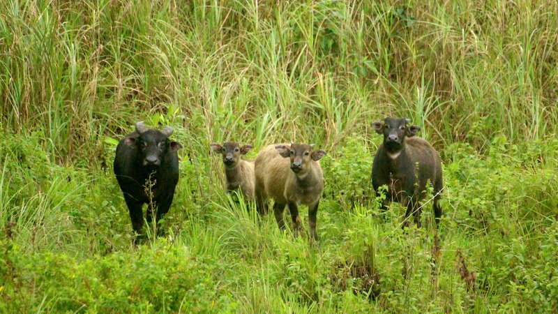 Tamaraw