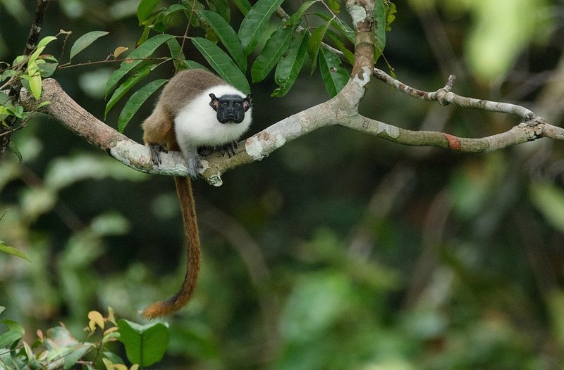 Tamarin