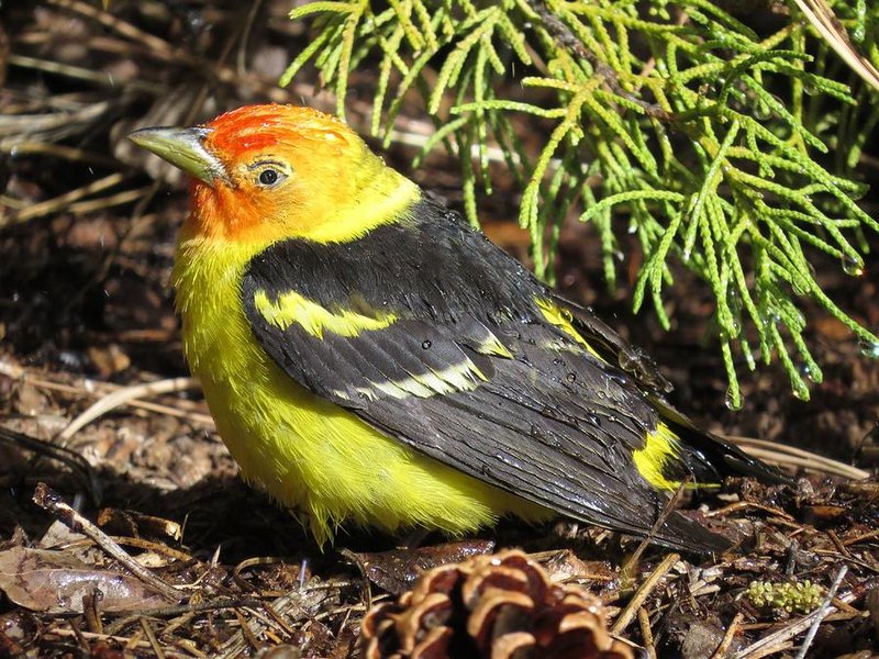 Tanager