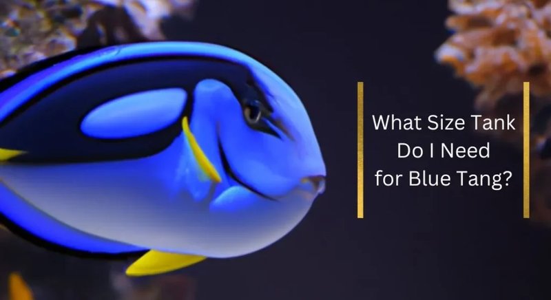 Tank Requirements For Blue Tang: Size, Salinity, Temperature
