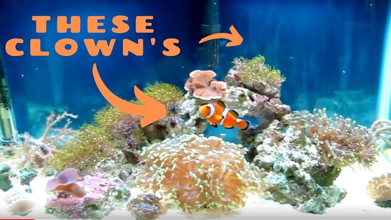 Tank Requirements For Clownfish: Size, Salinity, Temperature