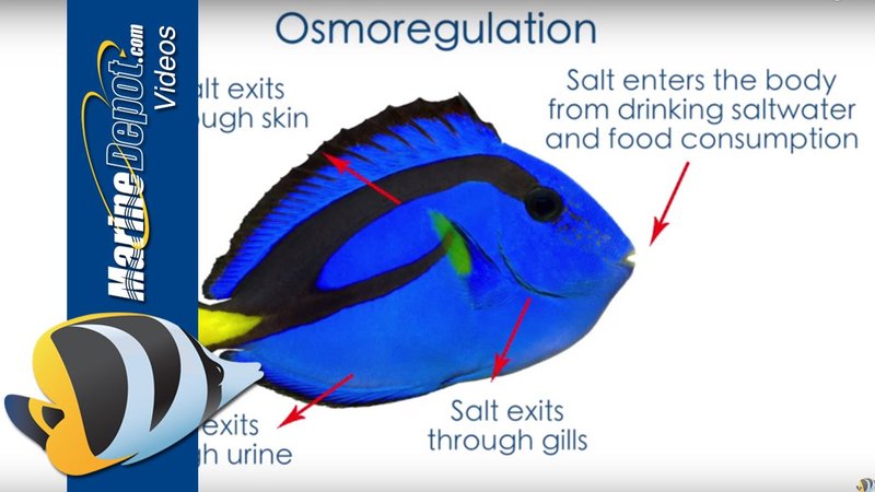 Tank Requirements For Firefish: Size, Salinity, Temperature
