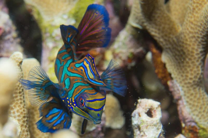 Tank Requirements For Mandarin Goby: Size, Salinity, Temperature