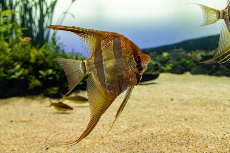 Tank Requirements For Marine Angelfish: Size, Salinity, Temperature