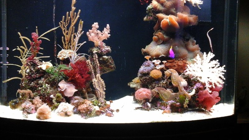 Tank Requirements For Seahorse: Size, Salinity, Temperature
