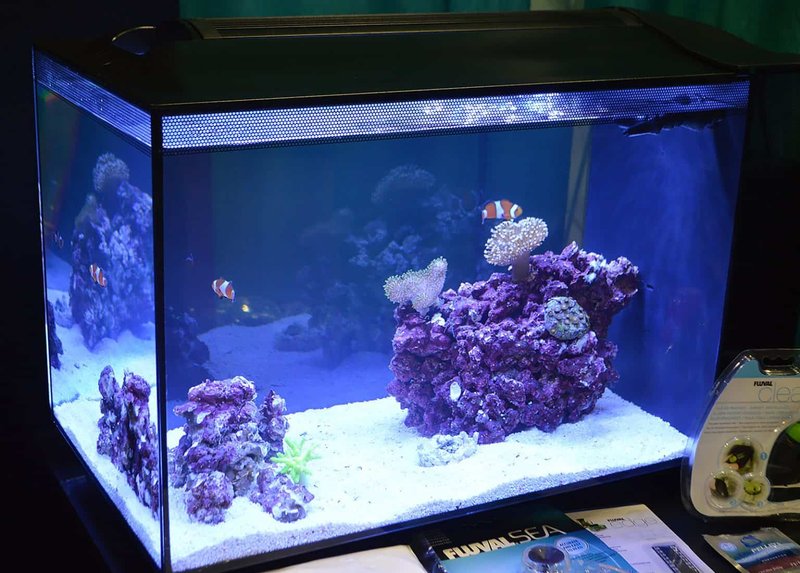 Tank Requirements For Wrasse: Size, Salinity, Temperature