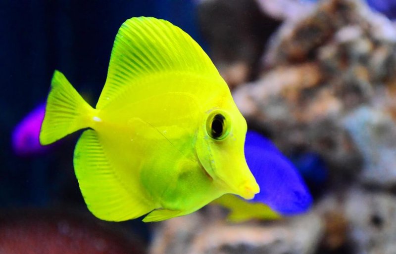 Tank Requirements For Yellow Tang: Size, Salinity, Temperature