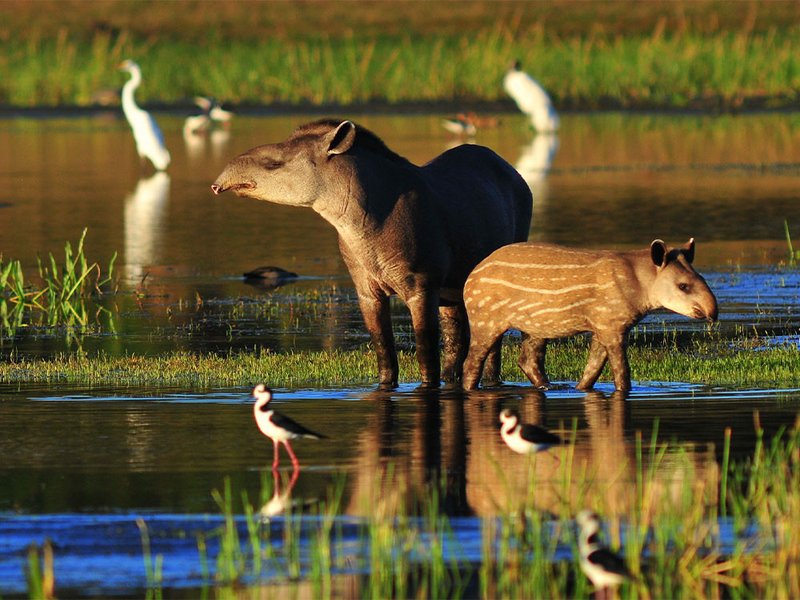 Tapir