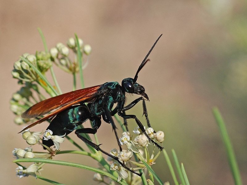 Tarantula Hawk