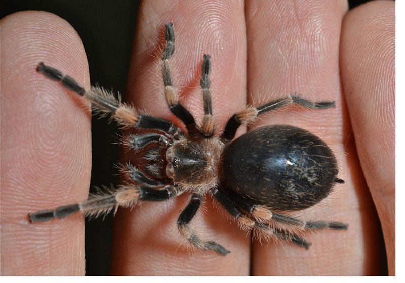Tarantula Molting: Signs, Stages, And Care Tips