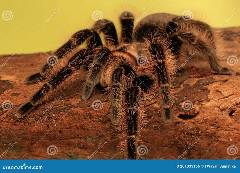 Tarantula Venom: Is It Harmful To Humans?