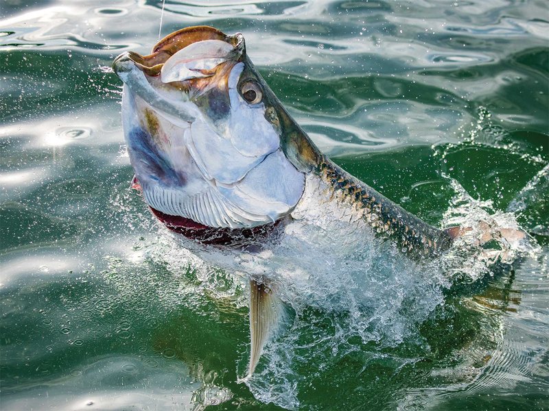 Tarpon