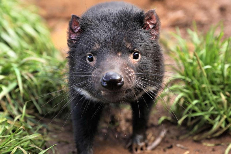 Tasmanian Devil